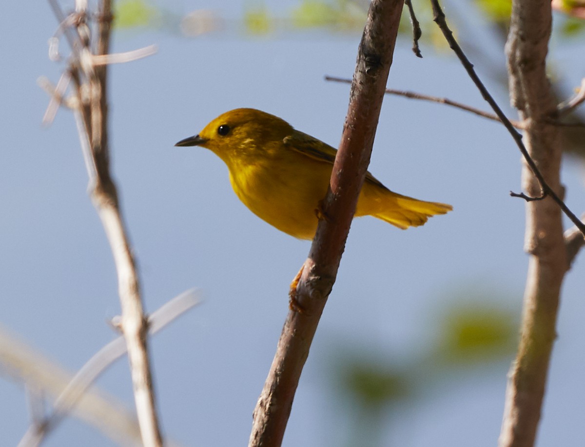 Yellow Warbler - David Bird