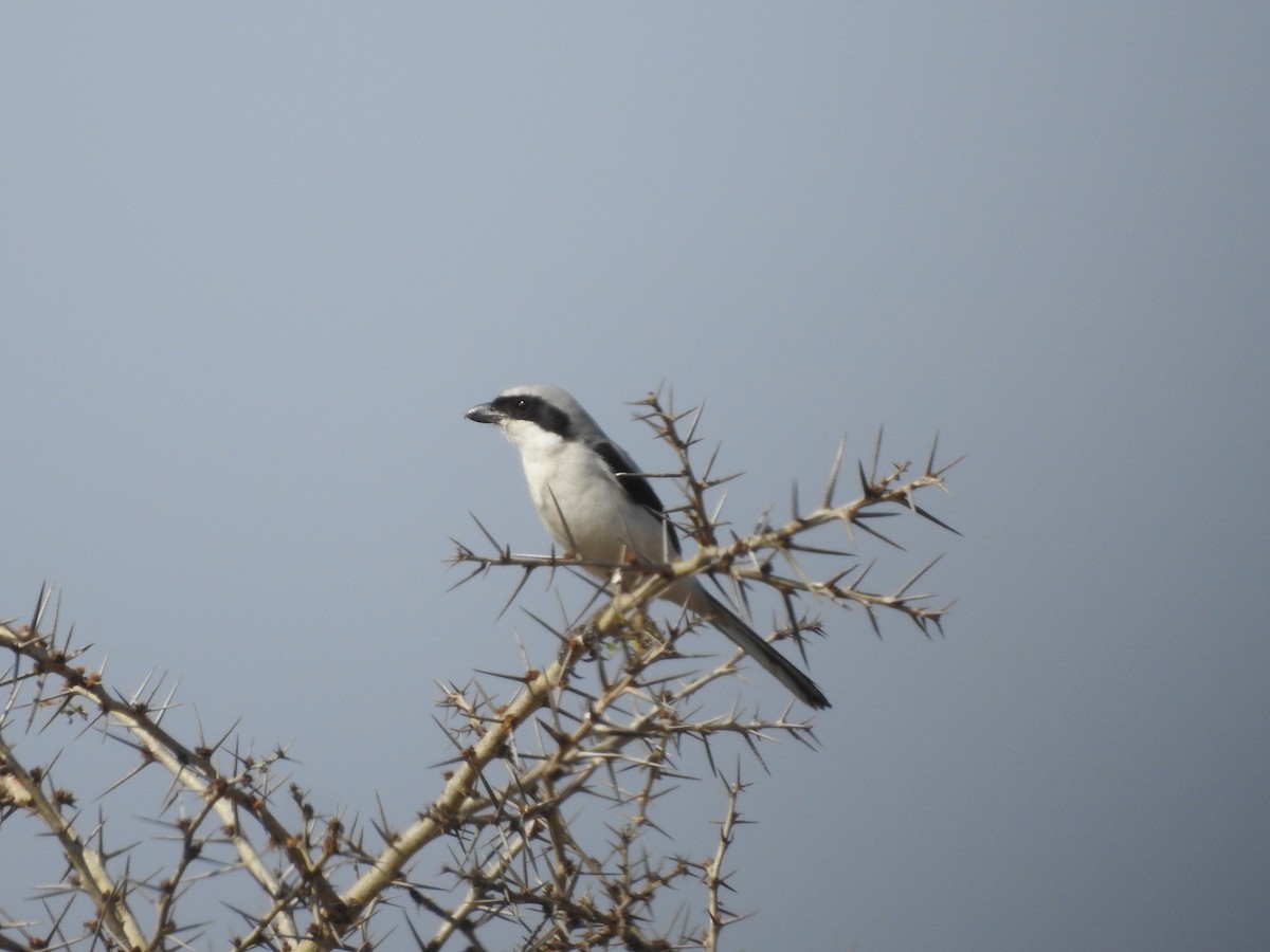 Great Gray Shrike - Arulvelan Thillainayagam