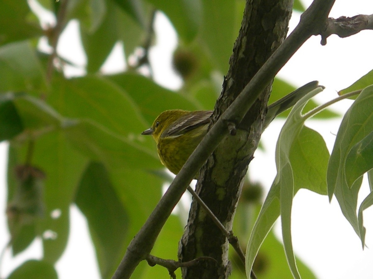 Pine Warbler - ML239293611