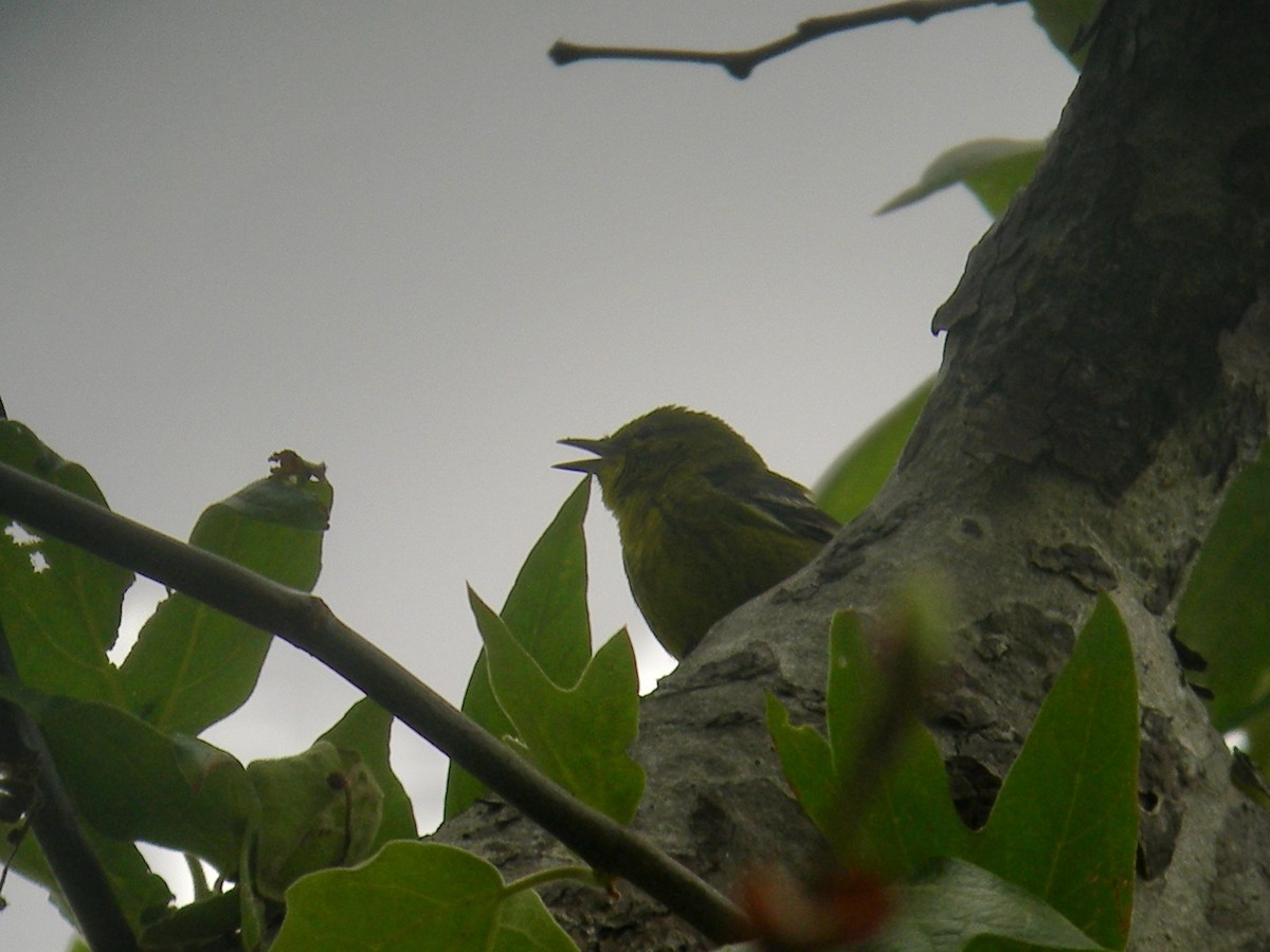 Pine Warbler - ML239293621