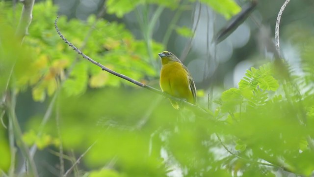 Velvet-fronted Euphonia - ML239293851