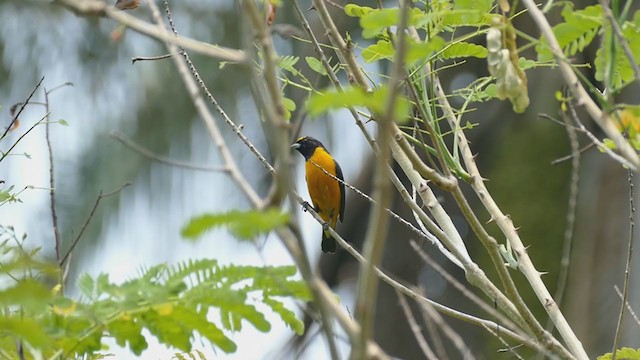 Velvet-fronted Euphonia - ML239293941