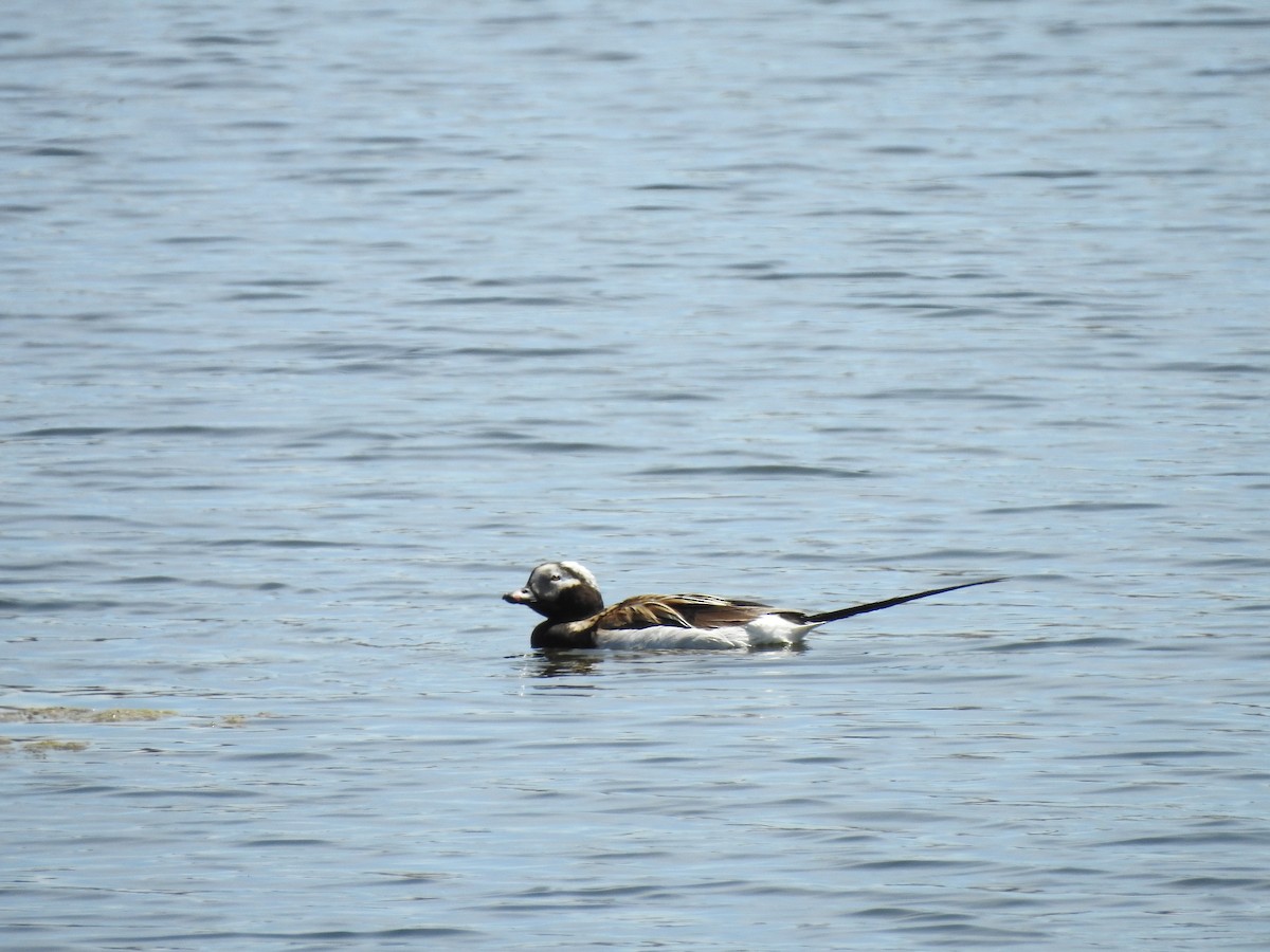 Long-tailed Duck - Mireille Tremblay