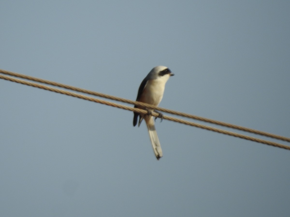 Great Gray Shrike - ML239295061