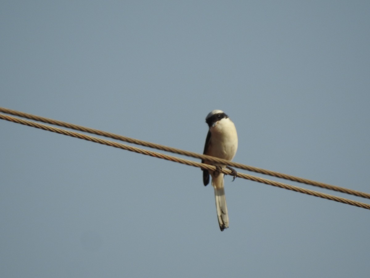 Great Gray Shrike - Arulvelan Thillainayagam