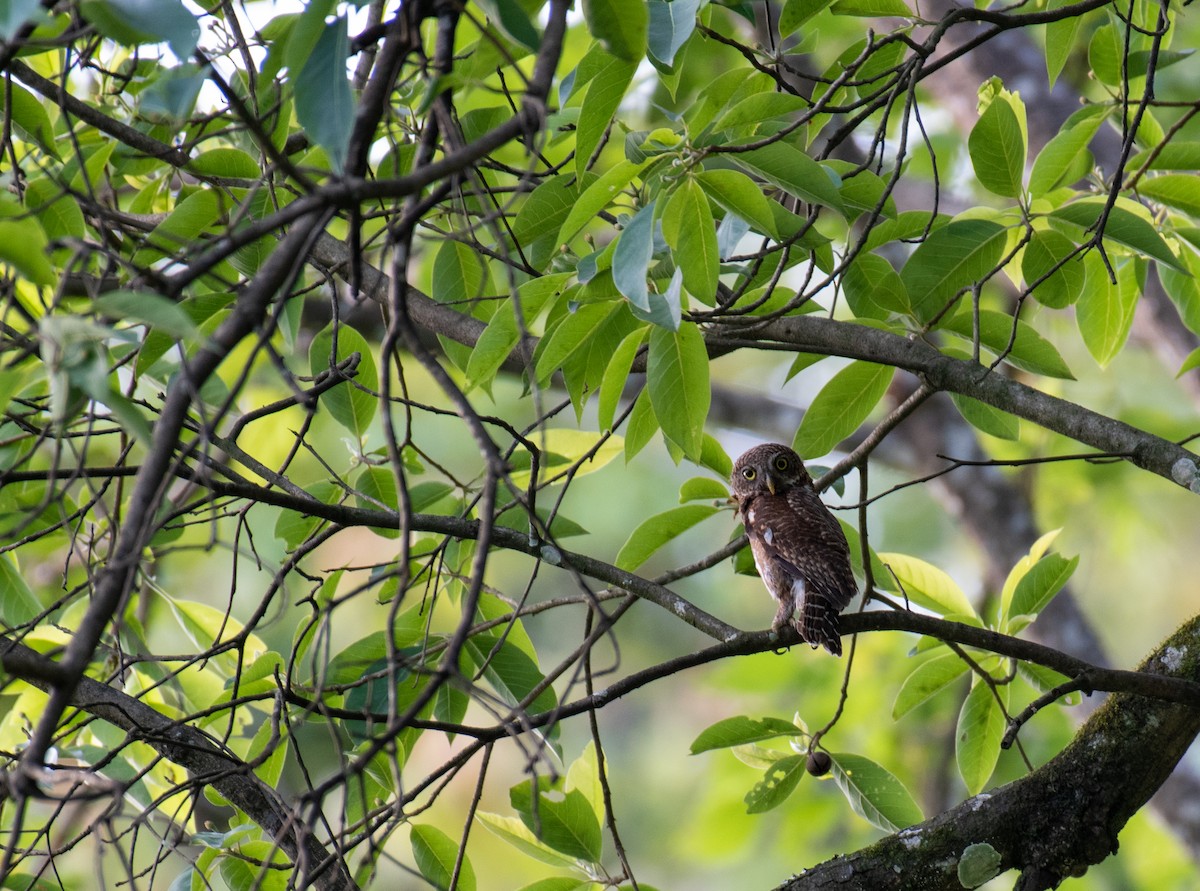 Asian Barred/Jungle Owlet - ML239295321