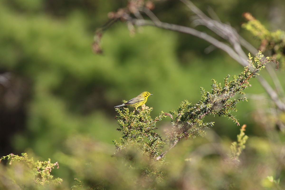 Prairie Warbler - ML239296201