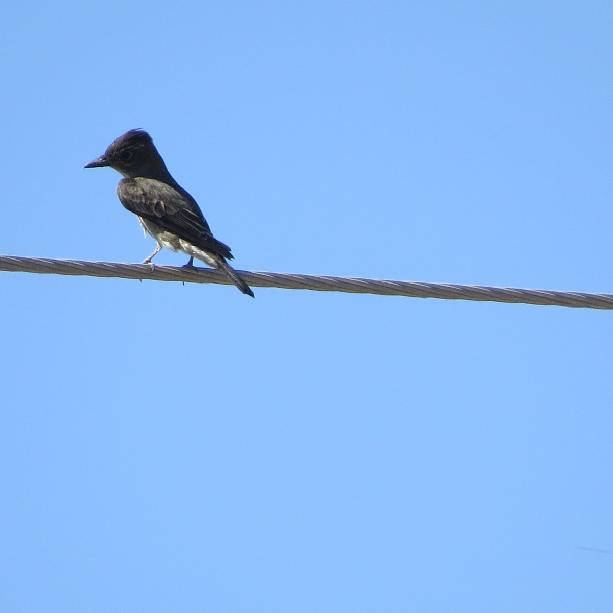 Olive-sided Flycatcher - ML239297711