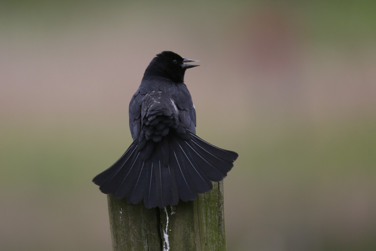 Red-winged Blackbird - ML239298281