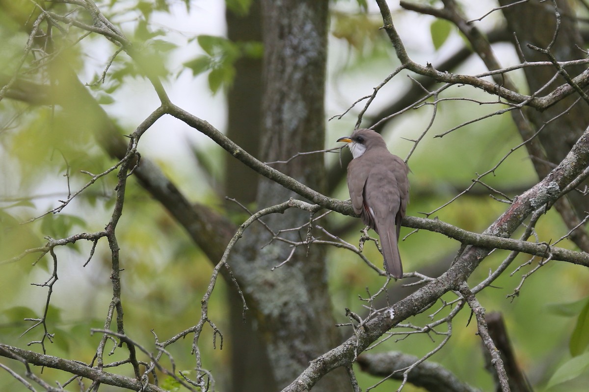 Yellow-billed Cuckoo - ML239298411