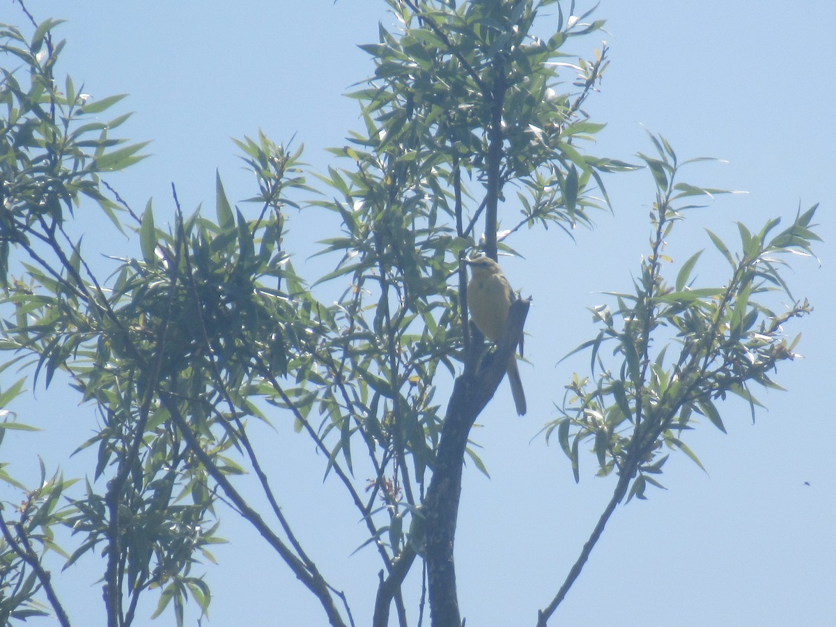 Western Yellow Wagtail - ML239300581