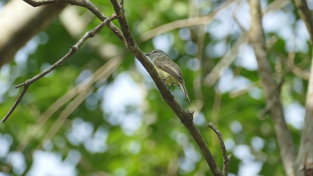 Sooty-headed Tyrannulet - ML239301161