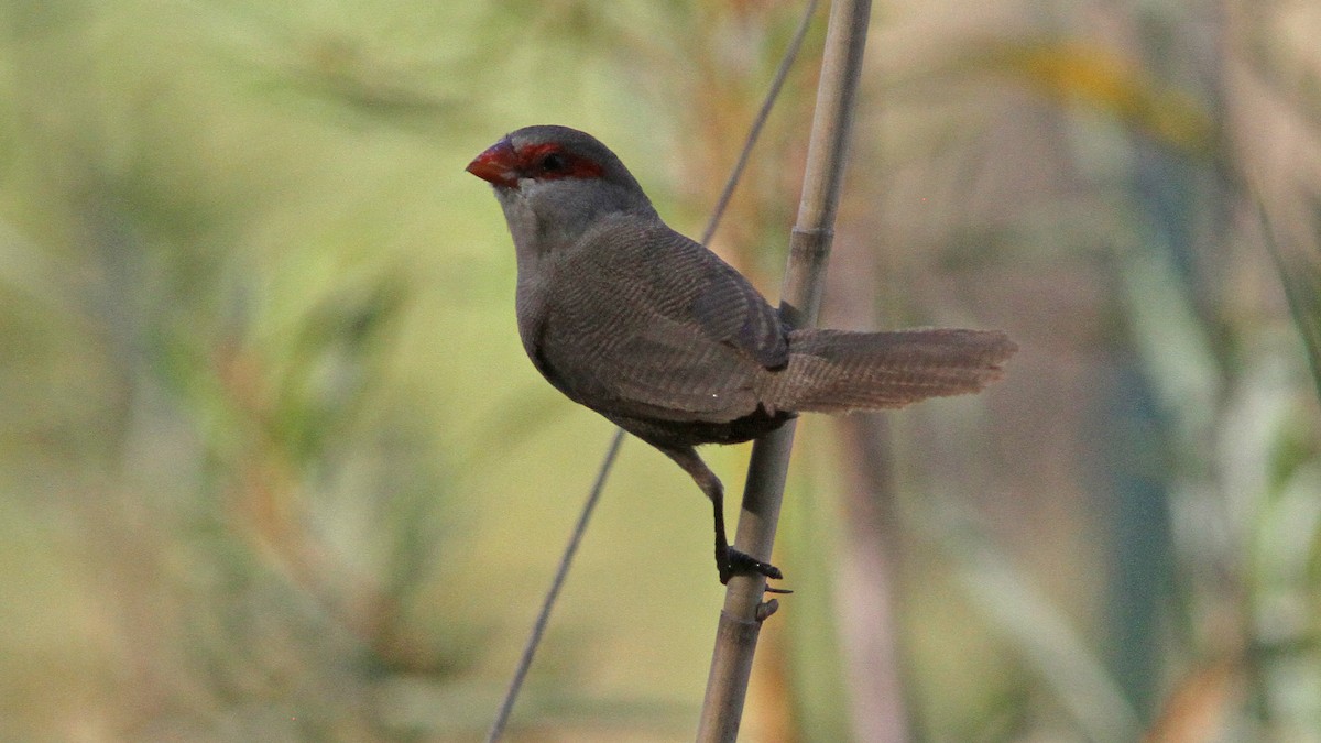 Common Waxbill - ML23930191