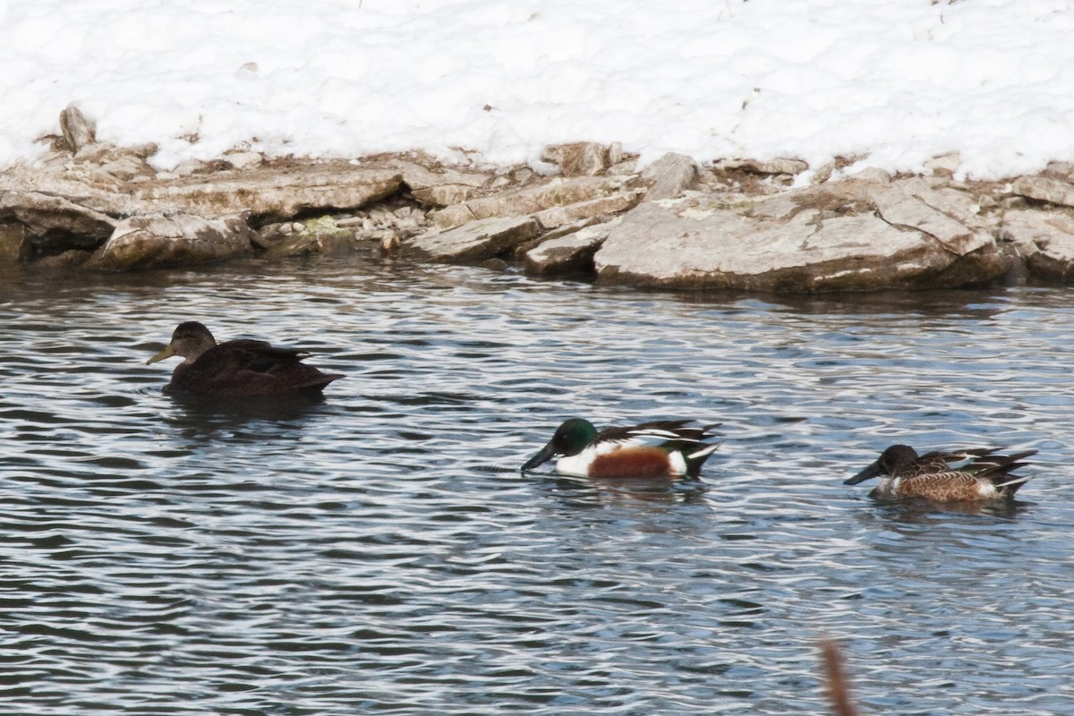 American Black Duck - ML239302151