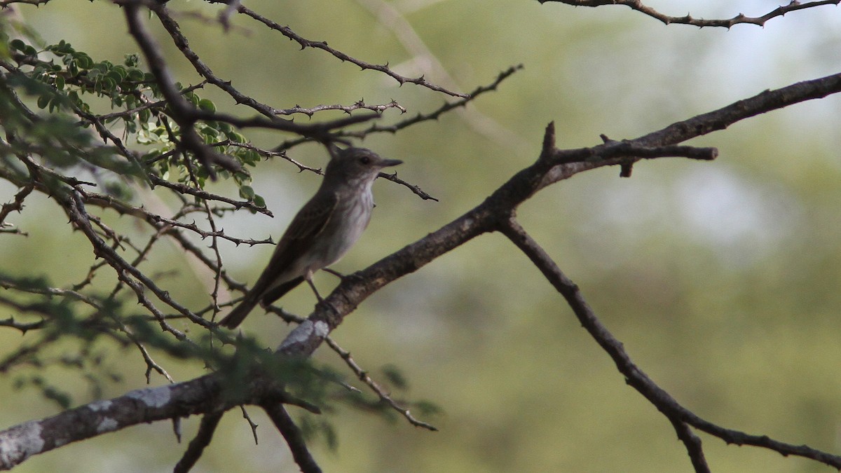 Spotted Flycatcher - ML23930311