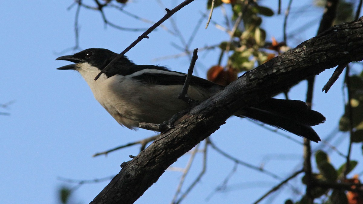 Tropical Boubou - ML23930321