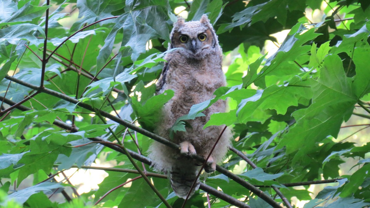 Great Horned Owl - ML239303641