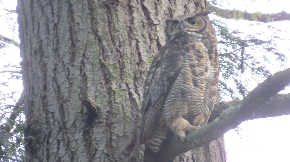 Great Horned Owl - ML239303671