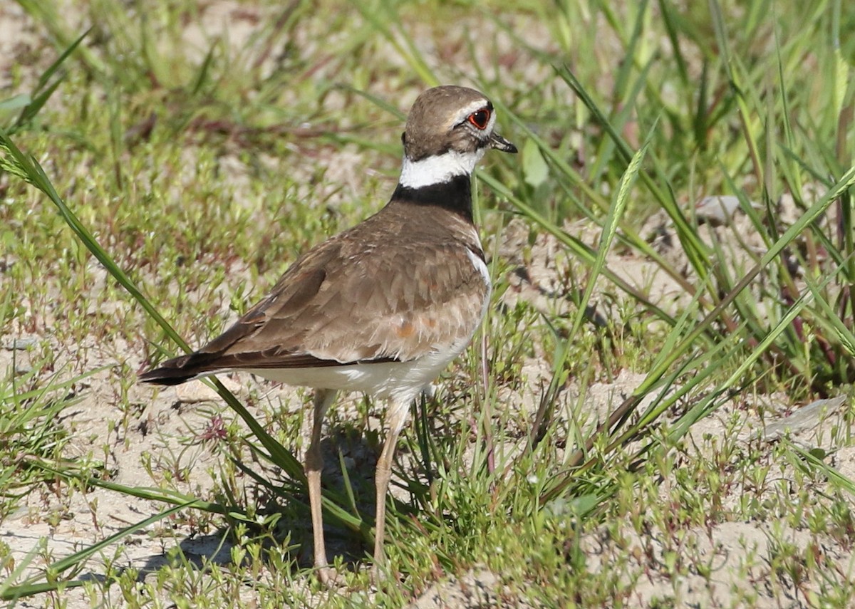 Killdeer - ML239303741