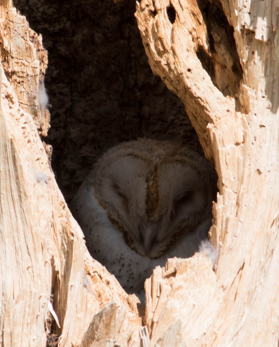 American Barn Owl - ML239304061
