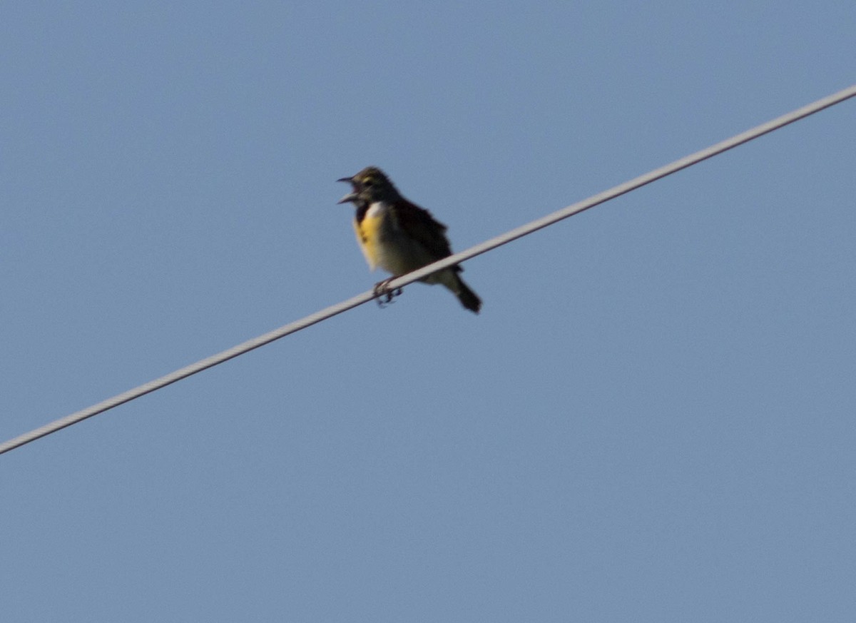 Dickcissel - ML239304071
