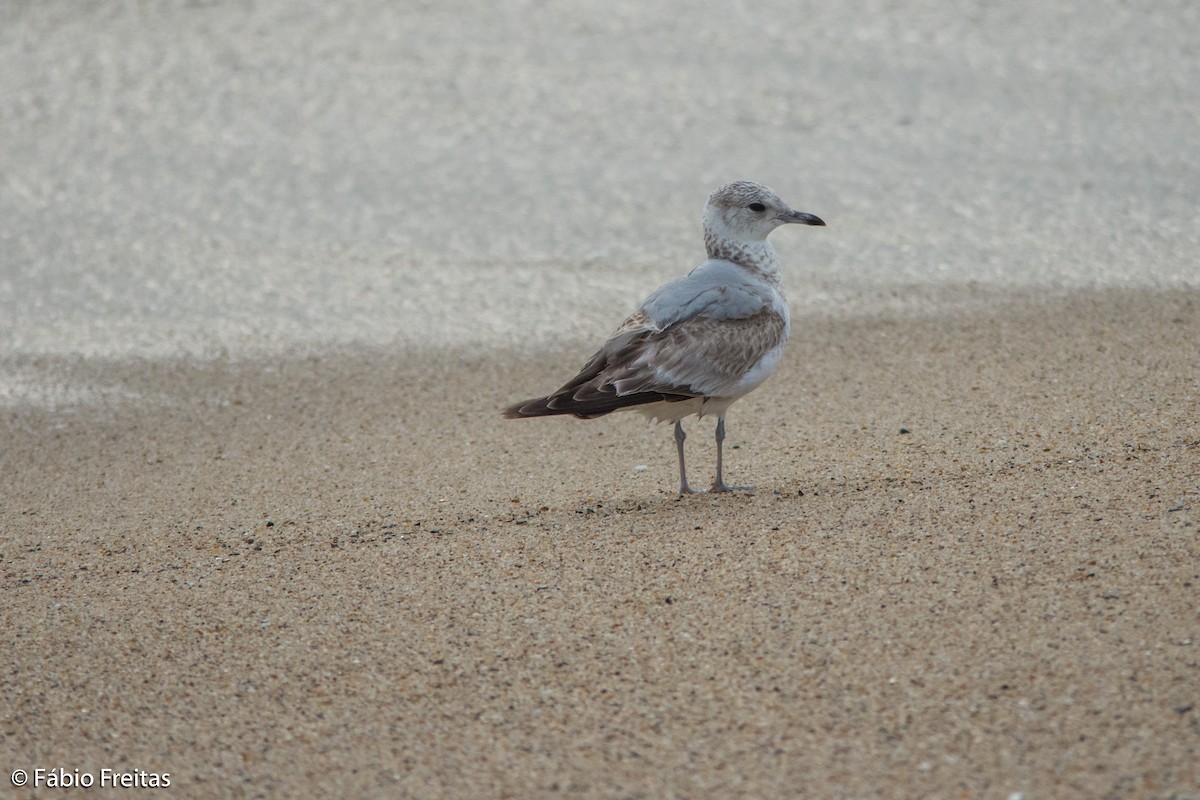 Common Gull - ML23930421