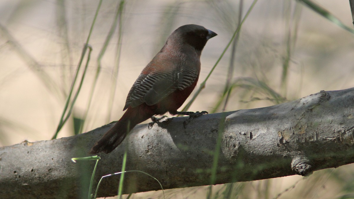 Black-faced Waxbill - ML23930431