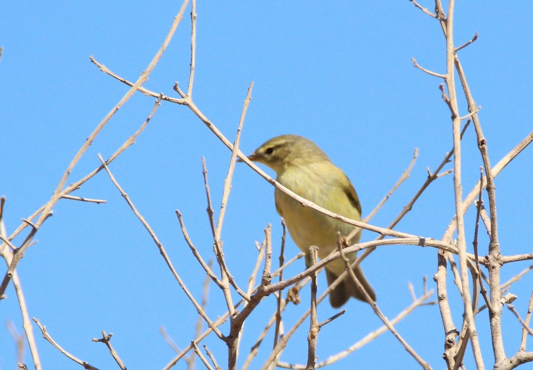 עלווית אפורה - ML239304821