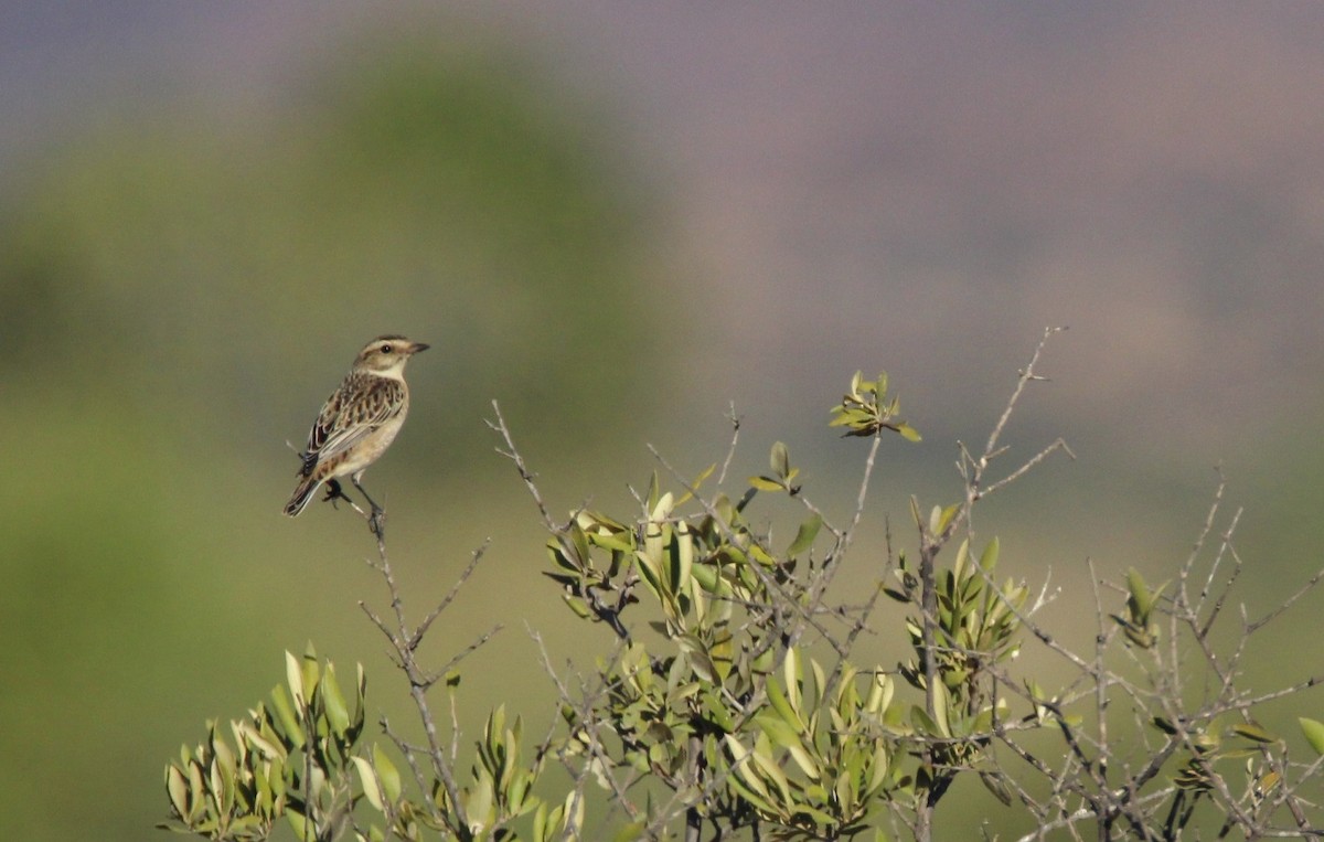 Whinchat - Nelson Fonseca