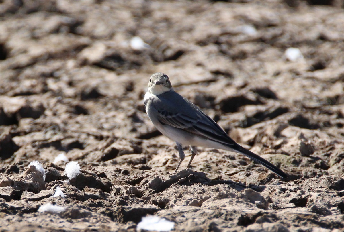 White Wagtail - ML239305391