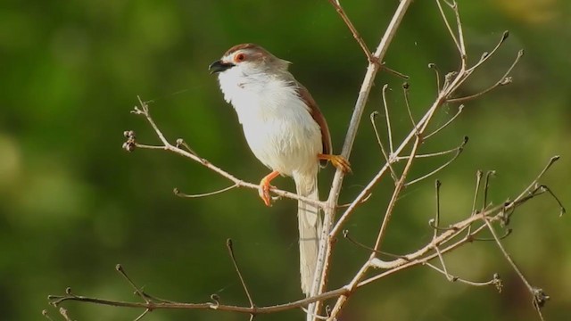 Yellow-eyed Babbler - ML239306551