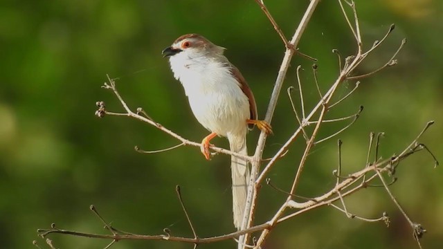 Yellow-eyed Babbler - ML239306551