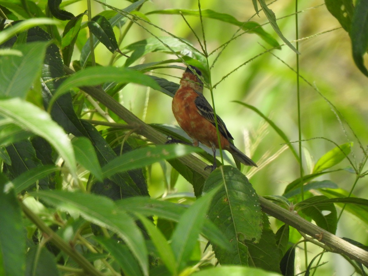 Ruddy-breasted Seedeater - Heidi  Viteri