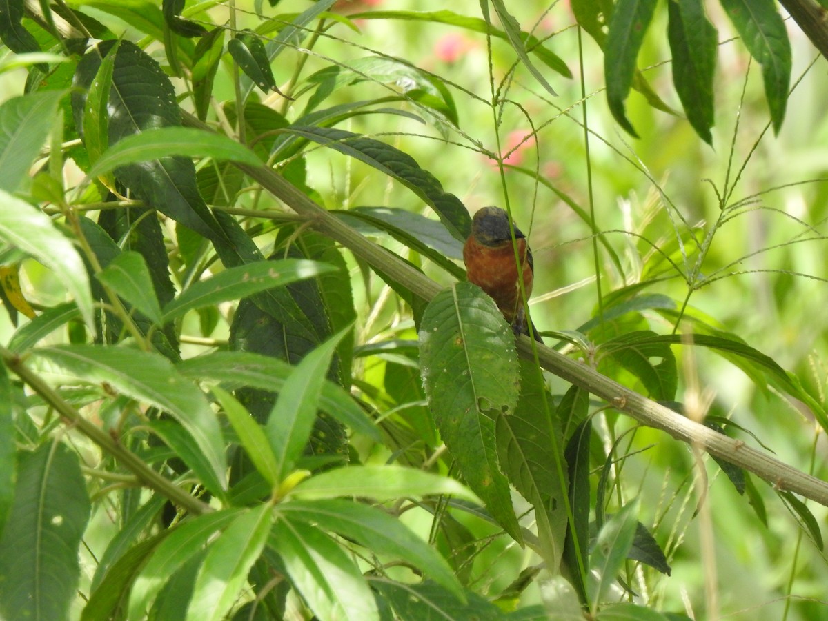 Ruddy-breasted Seedeater - Heidi  Viteri