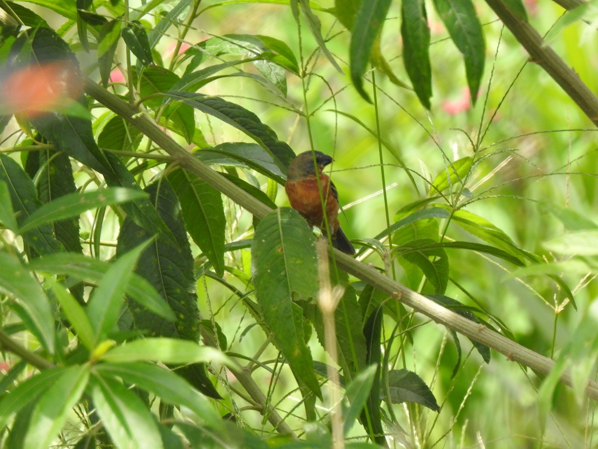 Ruddy-breasted Seedeater - ML239306891