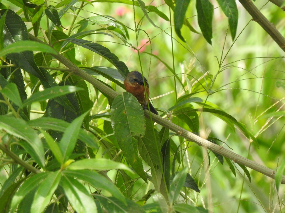 Ruddy-breasted Seedeater - Heidi  Viteri