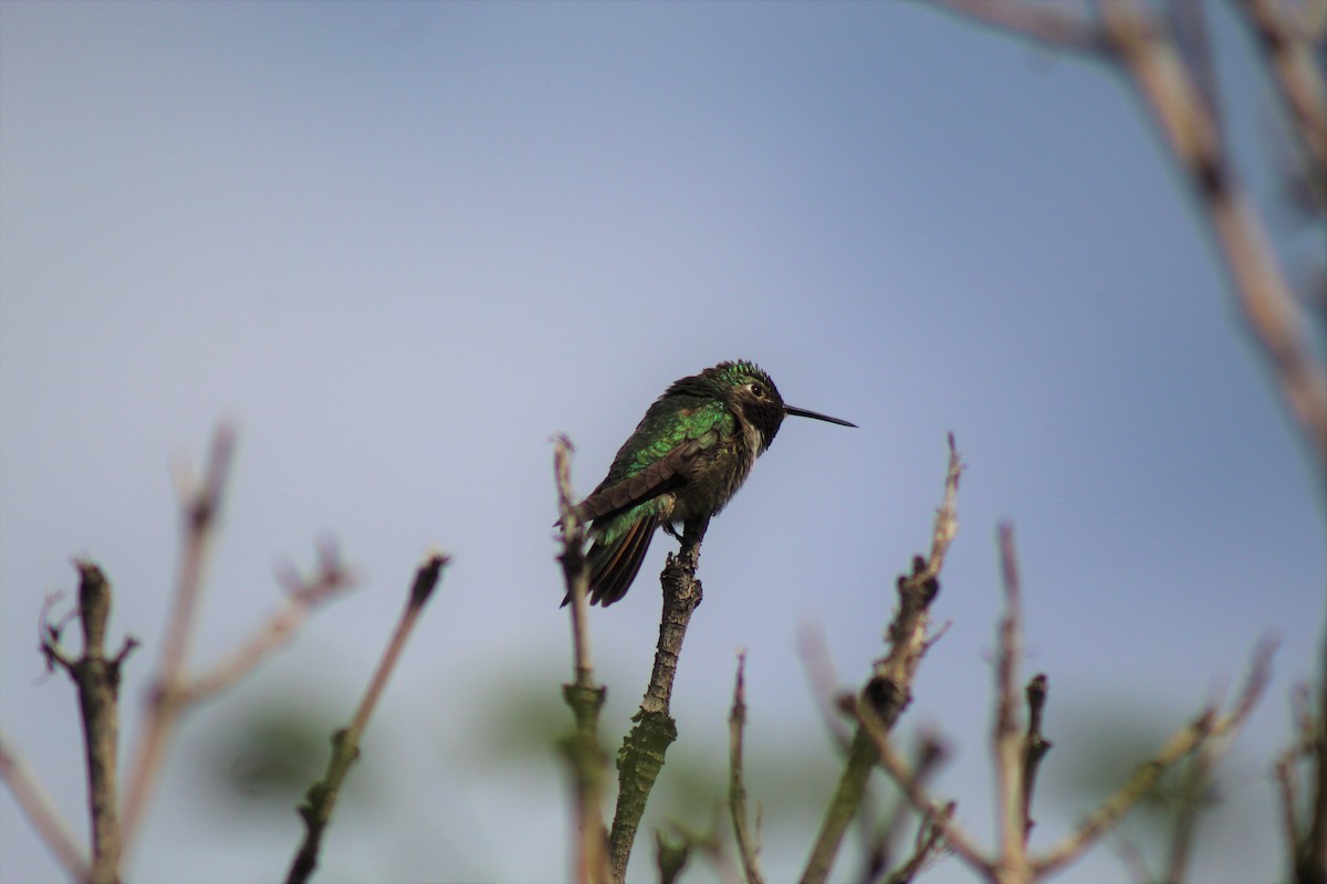 Broad-tailed Hummingbird - ML239307411