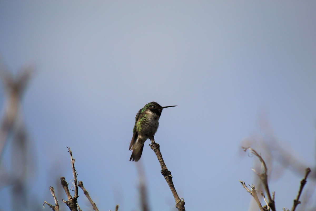 Broad-tailed Hummingbird - ML239307421