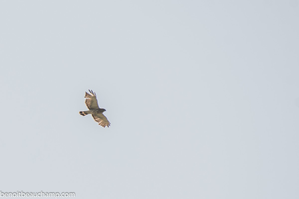 Broad-winged Hawk - Benoit Beauchamp