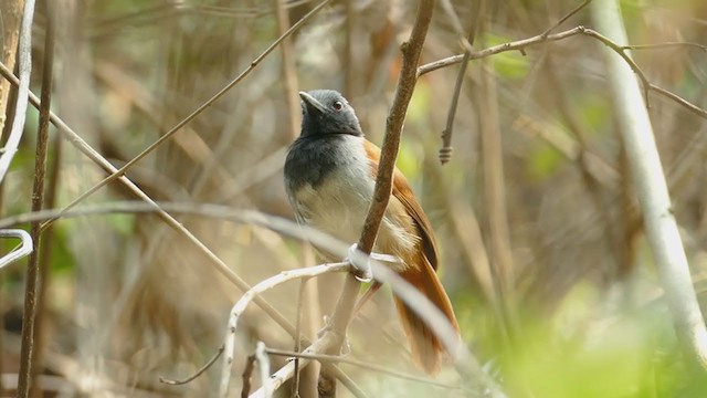 White-bellied Antbird - ML239308371