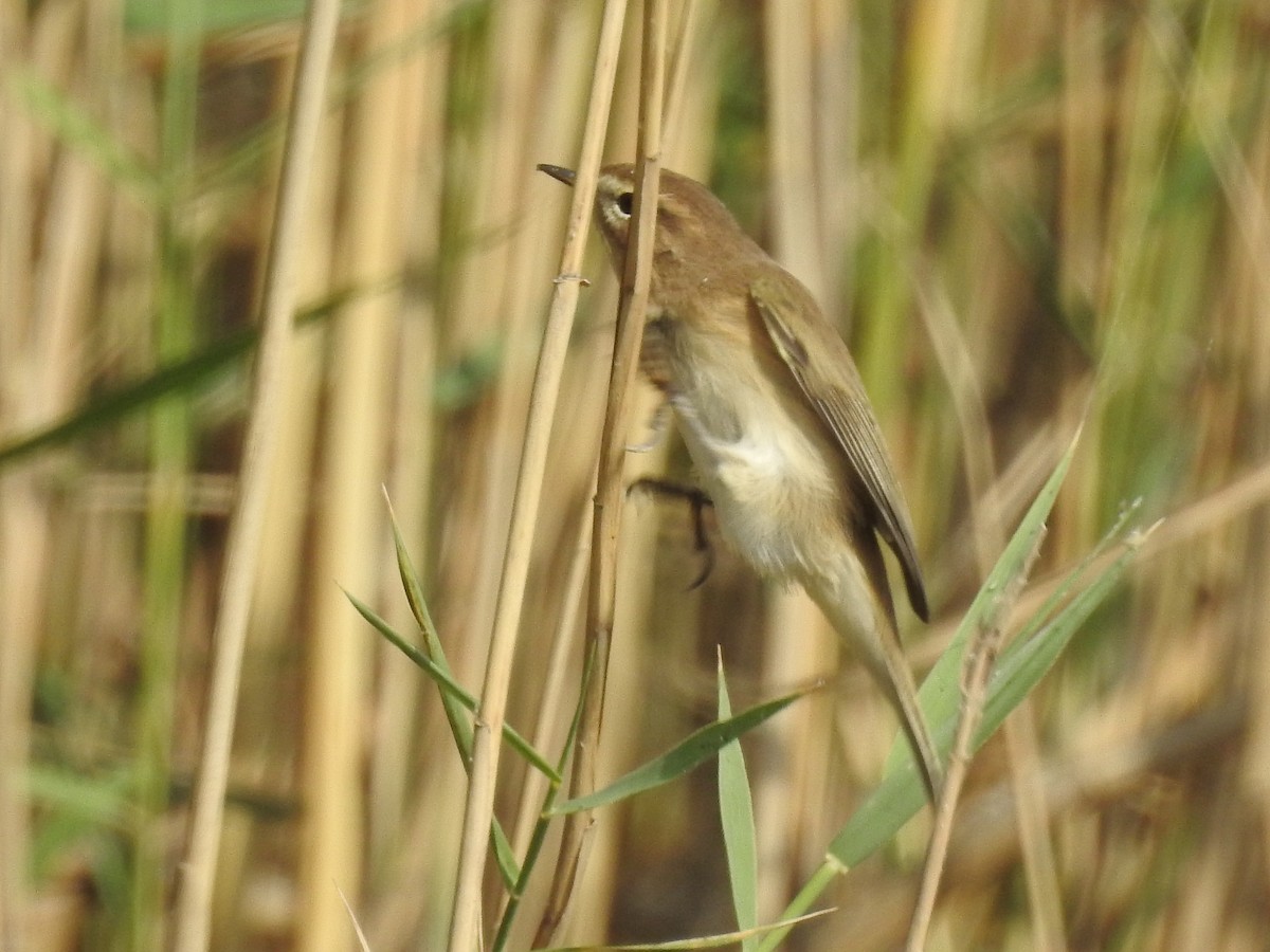 Mountain Chiffchaff - Keramat Hafezi