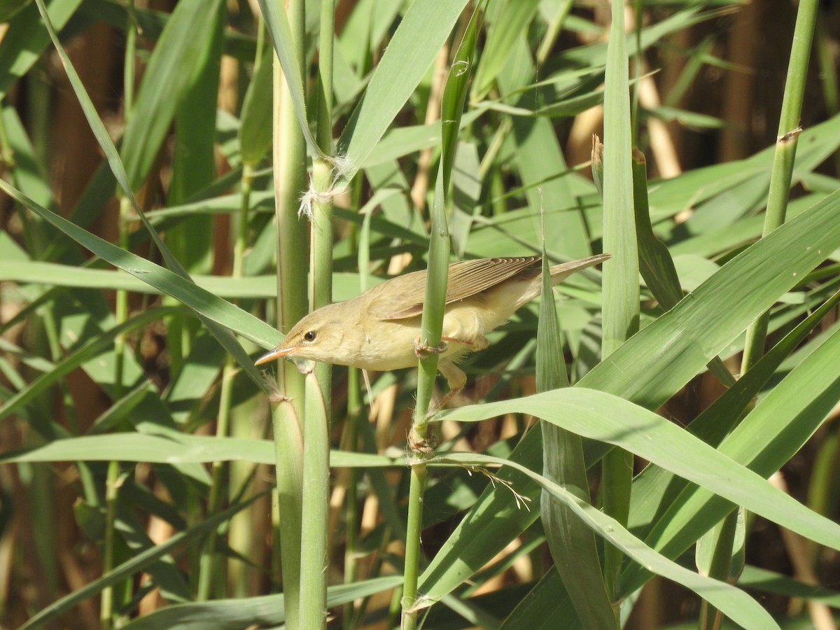 Marsh Warbler - ML239311711