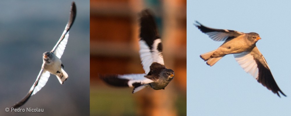 White-winged Snowfinch - ML23931181