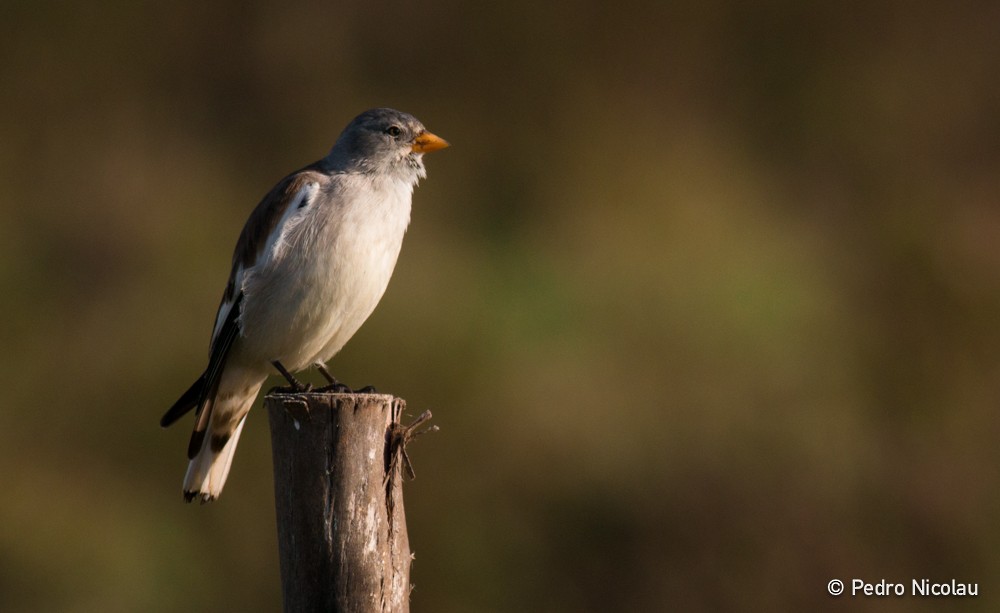 White-winged Snowfinch - ML23931191