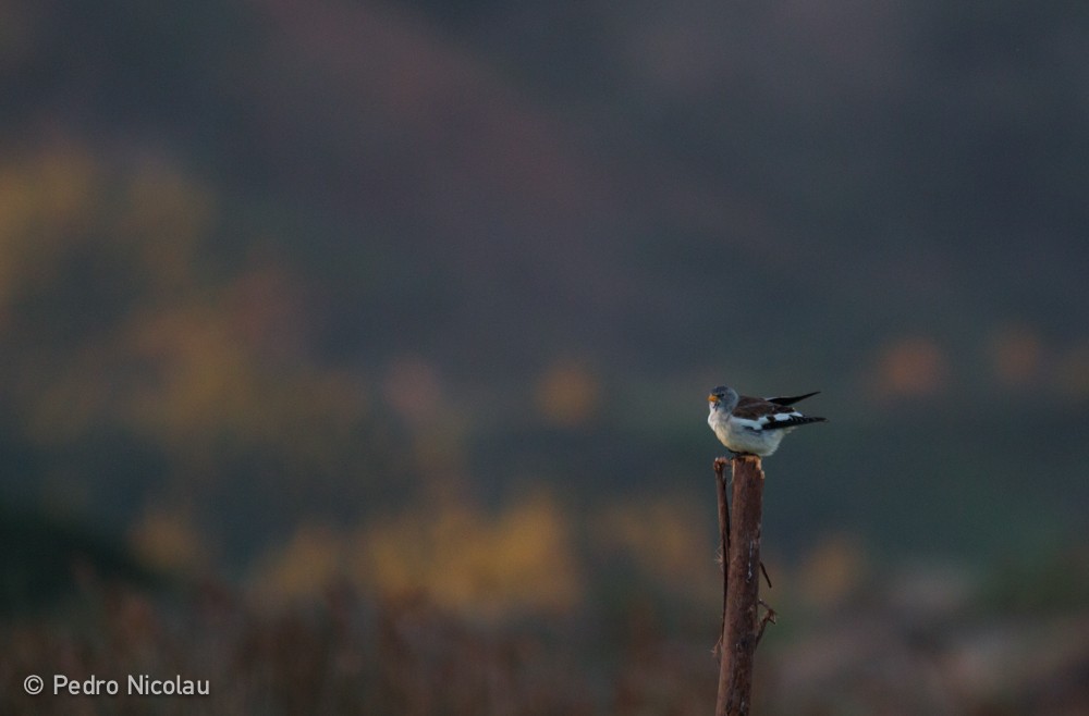 White-winged Snowfinch - ML23931221