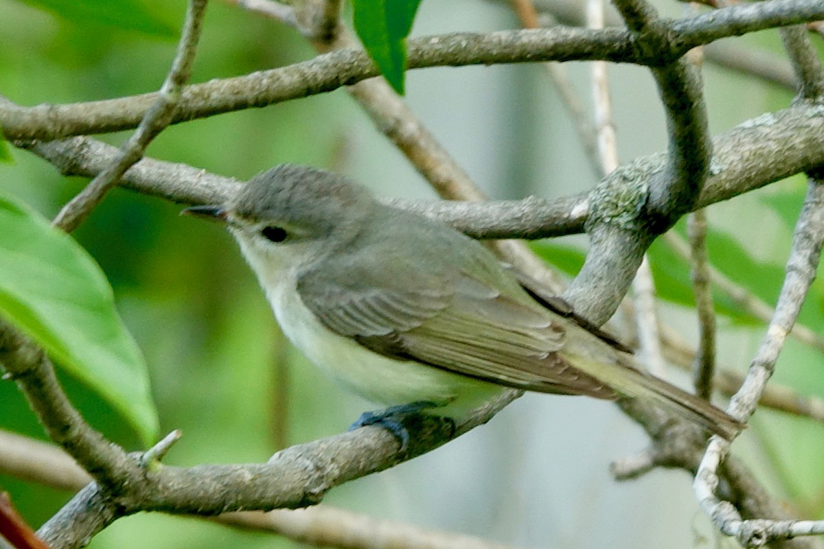 Warbling Vireo - ML239312671