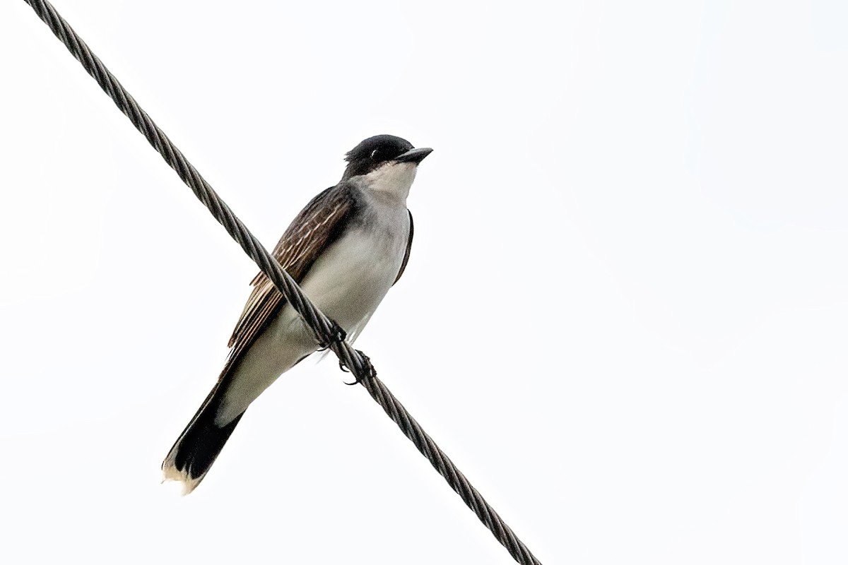 Eastern Kingbird - ML239313381