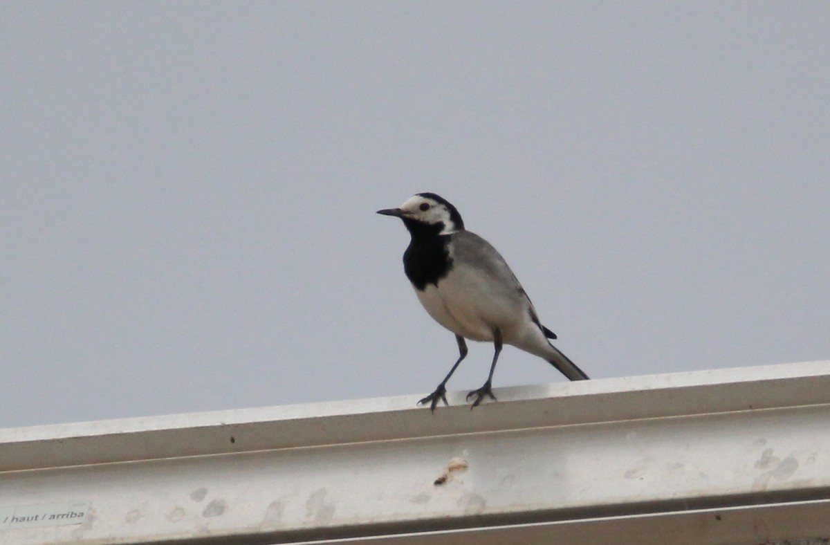 White Wagtail - ML239313561