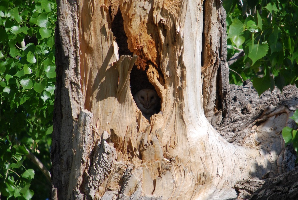 American Barn Owl - ML239313951