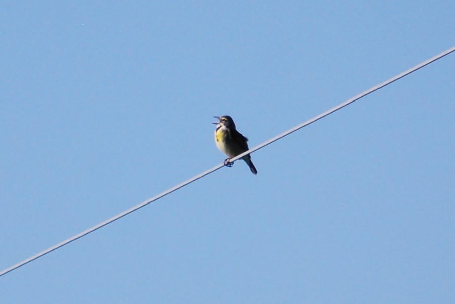Dickcissel - ML239313981